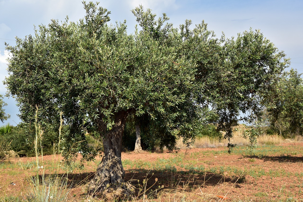 olive-tree-3662627_1280