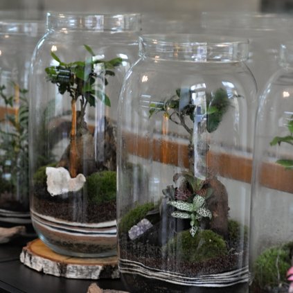 Altum terrarium