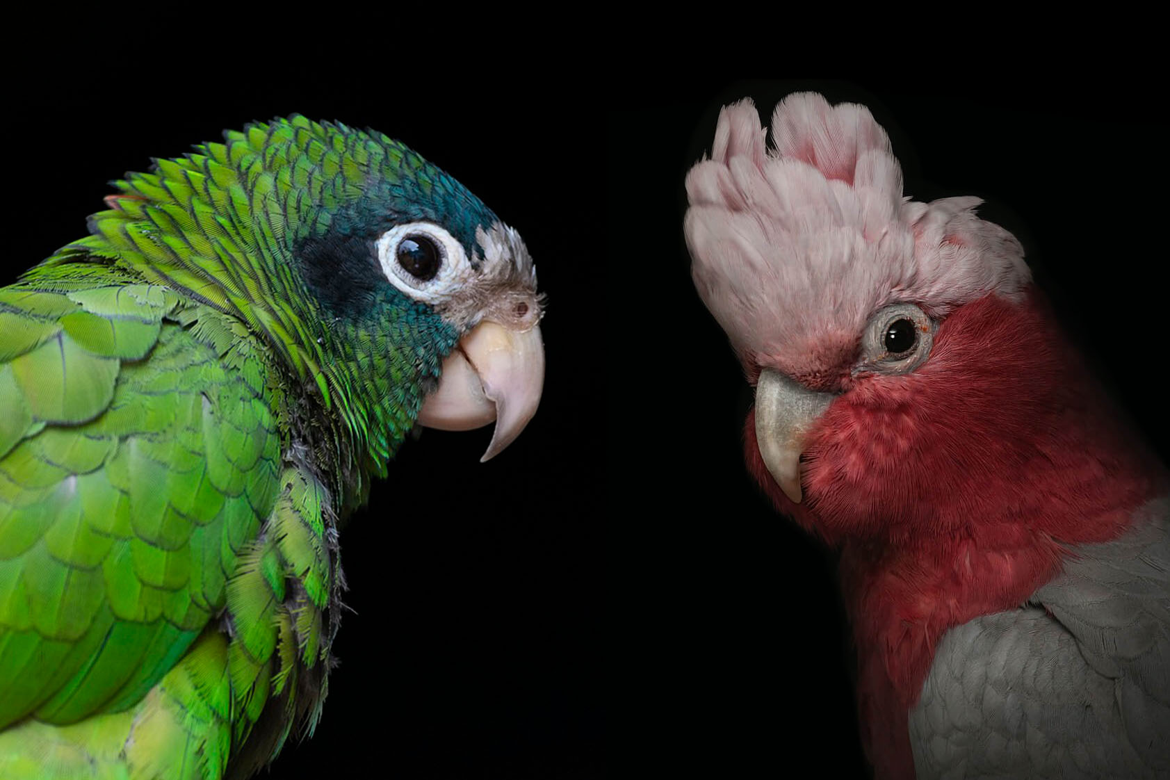 Papoušek a Obezita: Nejčastější zdroj zdravotních problémů