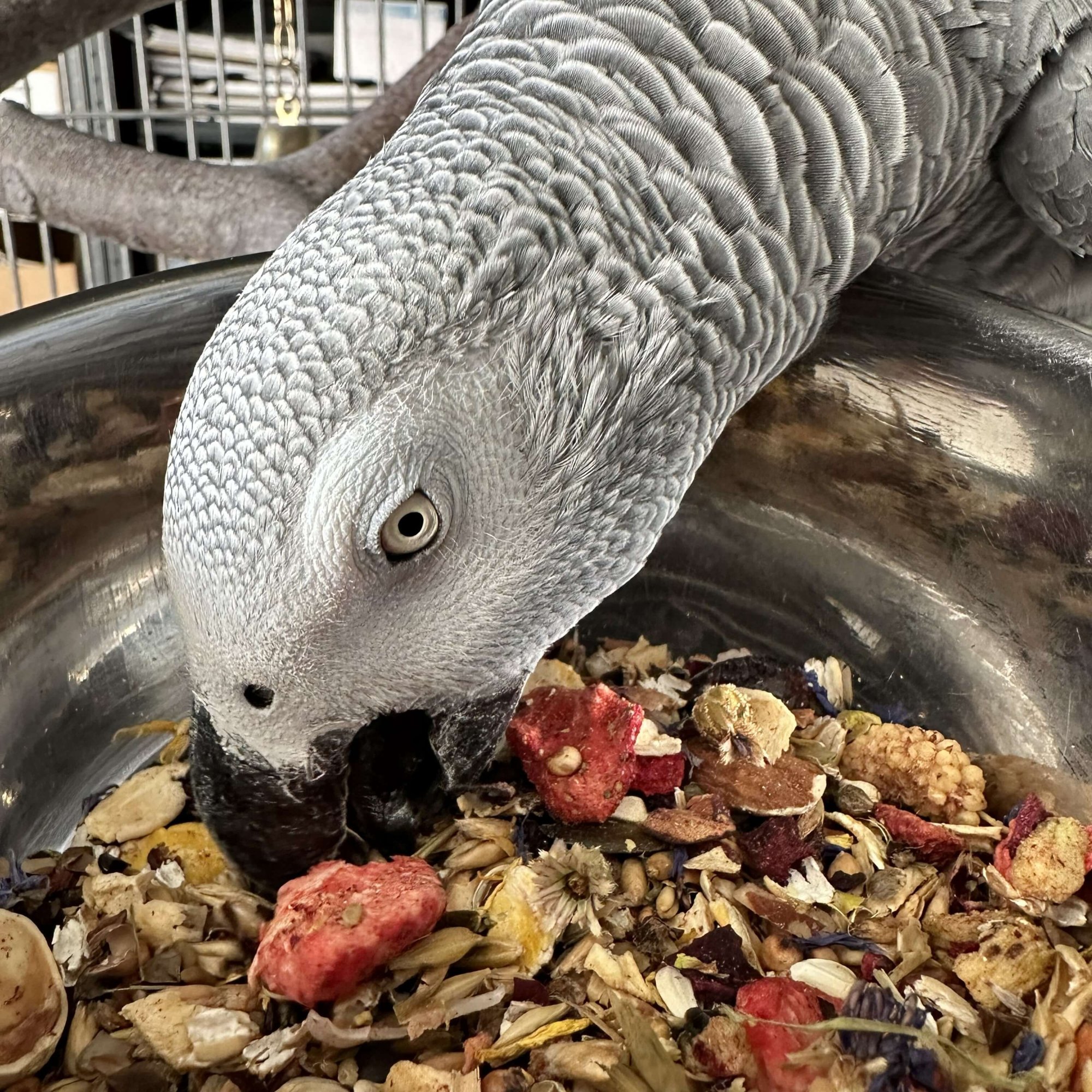 Jak vybrat krmení pro Žaka | Veterinární průvodce chovem papoušků