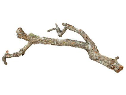 Korková větev s kůrou