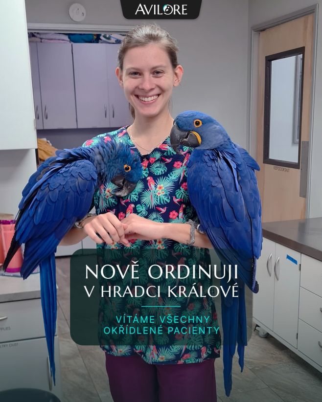 🦜🦆🪿🐦‍⬛🦅🦉Naše dveře jsou otevřeny všem okřídleným pacientům - andulky, slepičky, holoubci, dravci, běžci, papoušci a...