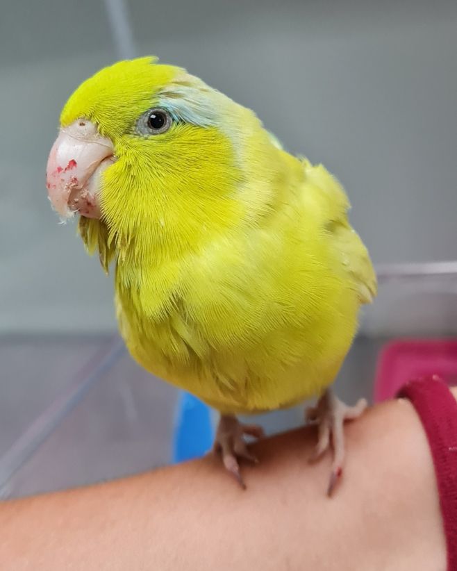 Megabakterie jsou postrachem všech menších papoušků. Navzdory jejich jménu se nejedná o bakterie, ale o obří kvasinky,...