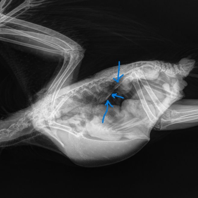 Ateroskleróza je velmi časté onemocnění papoušků středního a seniorního věku. Typická pro papoušky žako, ale může se...
