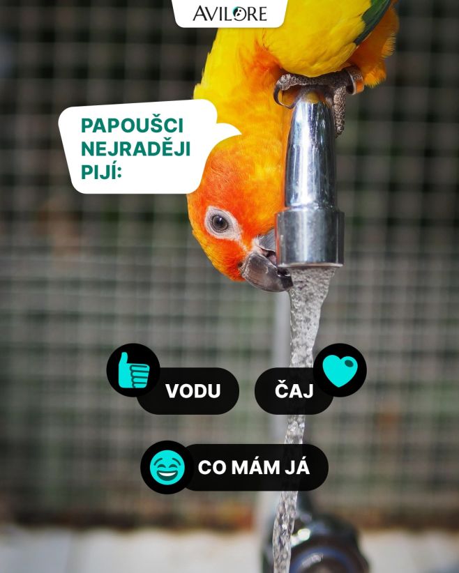 🦜☕"Marie dej mi čaj a dej mi ho plnej kýbl." Jestli naučíte vašeho papouška takhle si požádat o čaj, tak vám jeden pošleme...