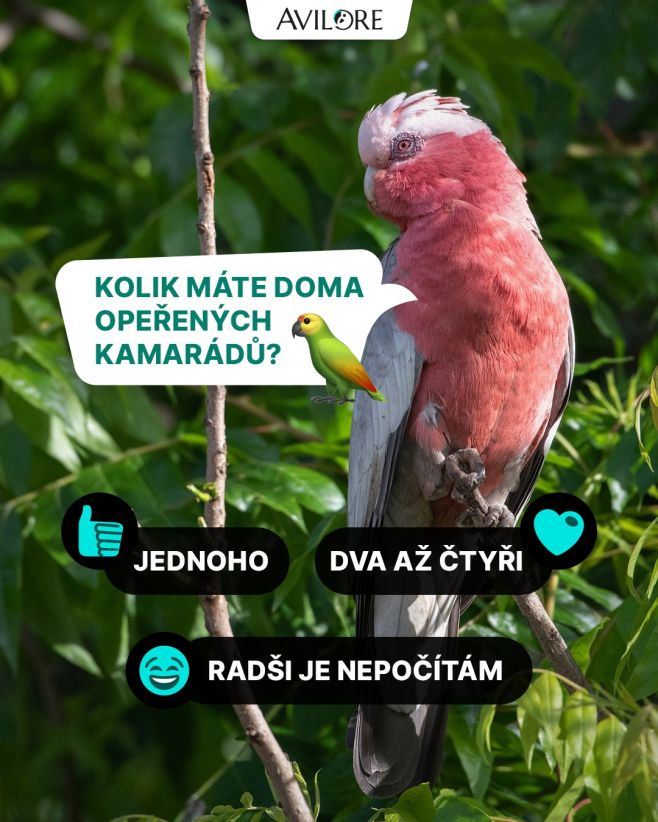 I slepička je kámoš. Kolik doma máte papoušků, slepiček a další opeřených kamarádů? 🦜🐓🐔😍 Mimochodem ptačí veterinářka...