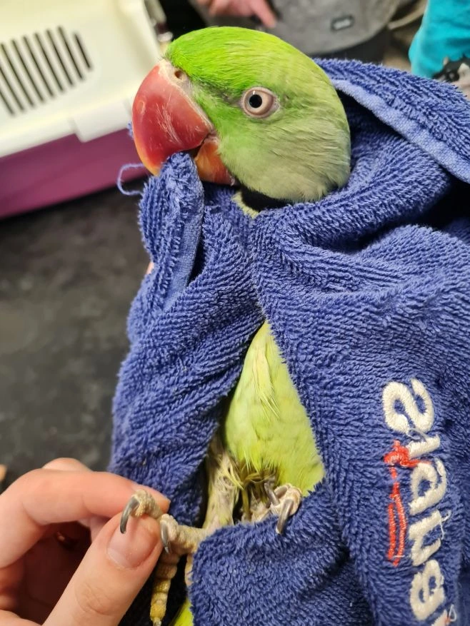 Tenhle zelený fešák dorazil na kontrolní prohlídku a vyšetření krve z důvodu podezření na onemocnění jater. To se naštěstí...