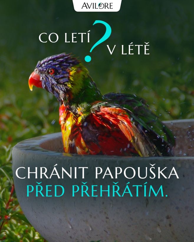 POZOR: Při pobytu venku je nesmírně důležité dodržovat pitný režim 👀🧐🦜 Pozorujte jeho chování, jestli není přehřátý. 🥵...