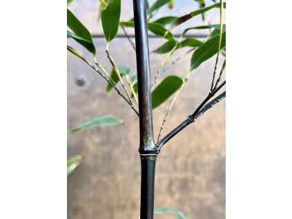 Phyllostachys nigra detail stebla