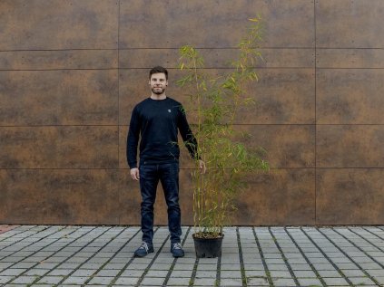 Fargesia robusta Campbell porovnání s postavou