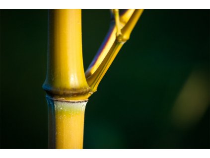 Phyllostachys aureosulcata Aureocaulis zelený proužek