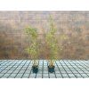 Fargesia Scabrida Asian wonder sazenice