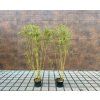 Fargesia Robusta Pingwu sazenice