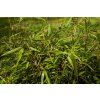 Fargesia Rufa 1
