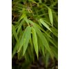 Fargesia Rufa - listy