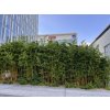 Phyllostachys aureosulcata Aureocaulis Pankrac