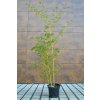 Phyllostachys aureoculcata Aureocaulis 1