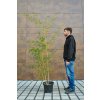 Phyllostachys aureoculcata Aureocaulis 3
