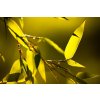 Listy Phyllostachys Aureosulcata Aureocaulis