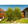 Živý plot chalupa 2019 Žluťák Phyllostachys aureosulcata Aureocaulis
