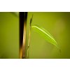 Žlutý proužek na listu Phyllostachys aureosulcata Aureocaulis