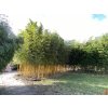 Phyllostachys aureosulcata Aureocaulis - Žluťák