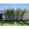 Phyllostachys aureosulcata Aureocaulis Zlutak