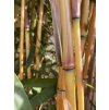 Phyllostachys aureosulcata Aureocaulis nove steblo