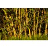 Phyllostachys aureosulcata Aureocaulis