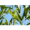 Phyllostachys aureosulcata Spectabilis "Speciál"