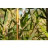 Phyllostachys aureosulcata Spectabilis "Speciál"