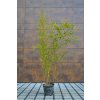 Phyllostachys aureoculcata Spectabilis 1