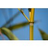 Phyllostachys aureosulcata Spectabilis "Speciál"