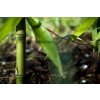 Detail stébla Phyllostachys Atrovaginata