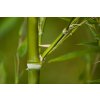 Zeleňák Phyllostachys Atrovaginata 2