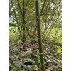 Phyllostachys Parvifolia