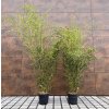 Phyllostachys Bissetii sazenice