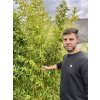 Predpestovany zivy plot Phyllostachys aureosulcata aureocaulis