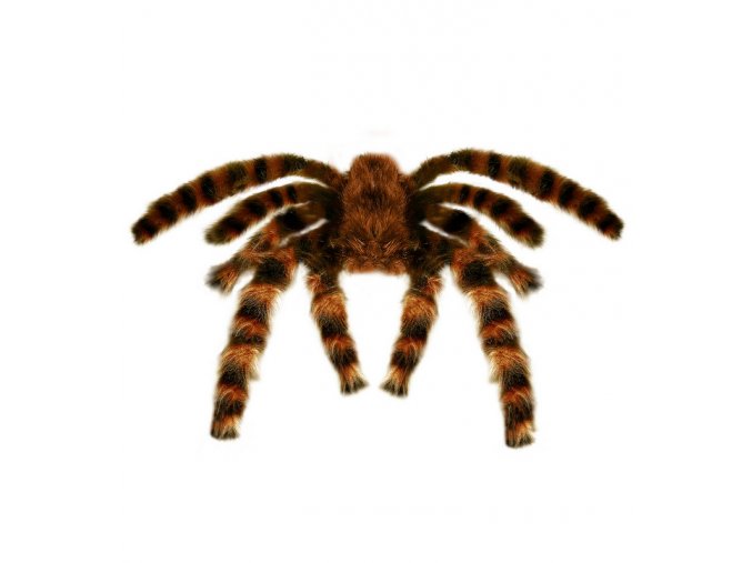 Pavouk 65cm