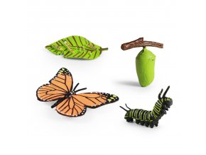 Motýl a jeho růstový vývoj