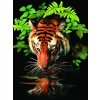 Malování podle čísel Tygr u vody 22x30 cm s akrylovými barvami a štětcem na kartě