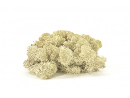 REINDEER MOSS CREAM 4