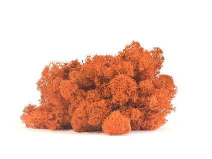 REINDEER MOSS ORANGE 4