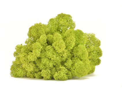 REINDEER MOSS LIME GREEN 4