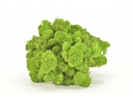 REINDEER MOSS LIGHT GREEN 4