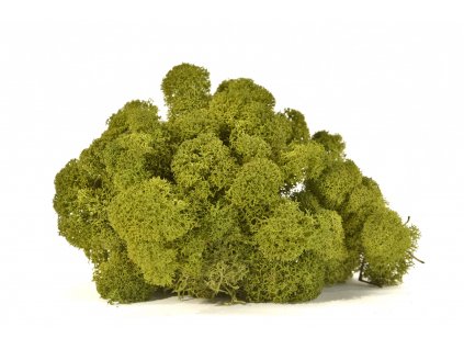 REINDEER MOSS MEDIUM GREEN 5