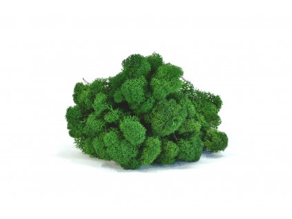 REINDEER MOSS NATURE GREEN 5