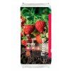 Florcom Hobby jahody 50L 2021 menší