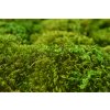 HAIR MOSS 7