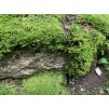 Rock moss in forest 4387